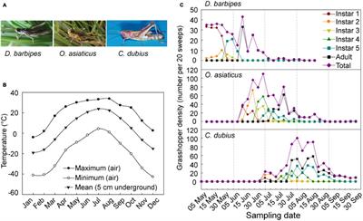 Phenological Asynchrony Is Associated With Diapause Program and Heat Shock Protein Expression in Three Grasshopper Species in the Inner Mongolian Steppe